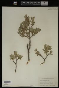 Salix brachycarpa image
