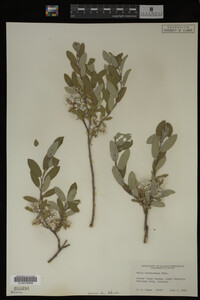 Salix brachycarpa image