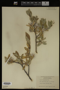 Salix brachycarpa image
