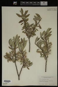 Salix brachycarpa image