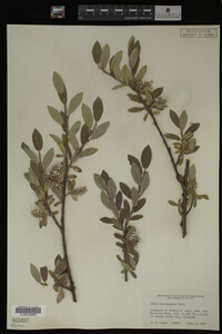 Salix brachycarpa image