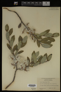 Salix brachycarpa image