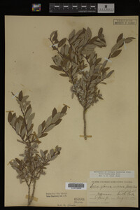 Image Associated With the Occurrence