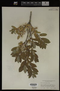 Salix brachycarpa image