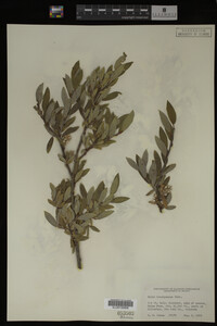 Salix brachycarpa image