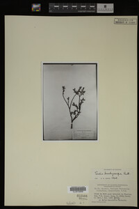 Salix brachycarpa image