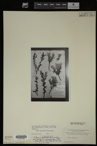 Salix brachycarpa image