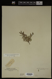 Salix brachycarpa image