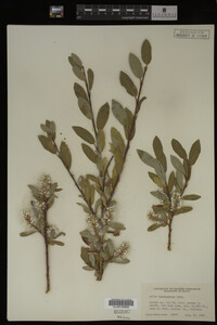 Salix brachycarpa image