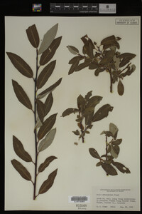 Image Associated With the Occurrence
