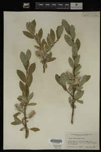 Salix brachycarpa image