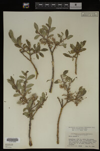 Image Associated With the Occurrence
