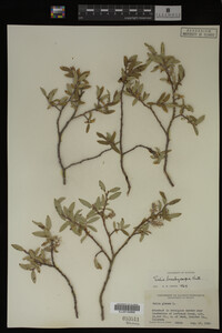 Salix brachycarpa image
