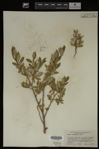 Salix brachycarpa image