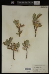 Salix brachycarpa image