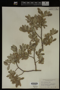 Salix brachycarpa image