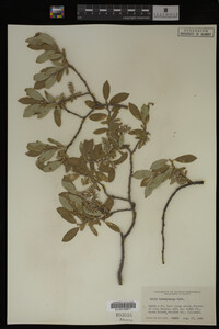 Salix brachycarpa image