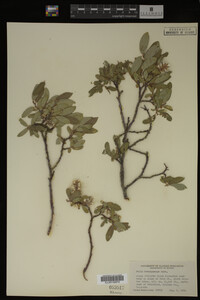 Image Associated With the Occurrence