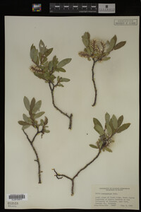 Image Associated With the Occurrence