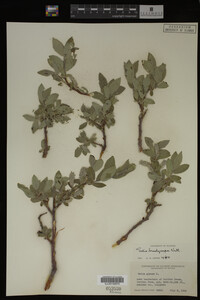 Salix brachycarpa image