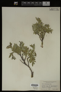 Salix brachycarpa image