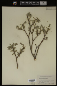 Image Associated With the Occurrence