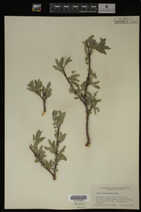 Salix brachycarpa image