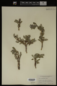 Salix brachycarpa image