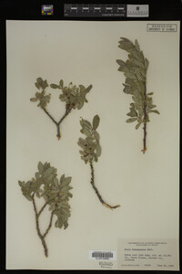 Salix brachycarpa image