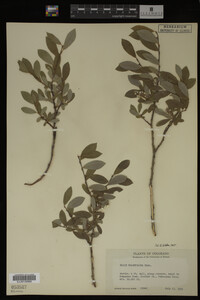 Salix brachycarpa image