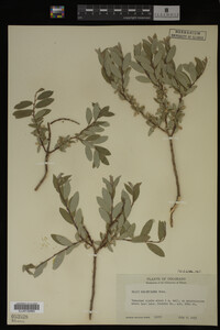 Salix brachycarpa image