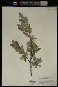 Salix brachycarpa image