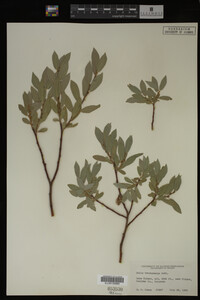 Salix brachycarpa image