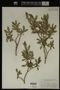 Image Associated With the Occurrence