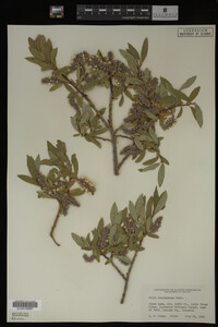 Salix brachycarpa image