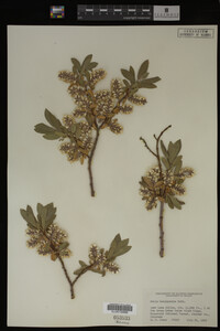Salix brachycarpa image