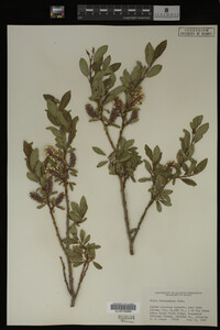 Salix brachycarpa image