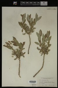 Salix brachycarpa image