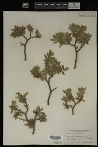 Salix brachycarpa image