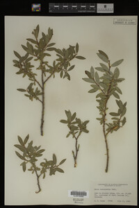 Salix brachycarpa image