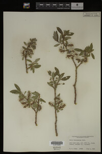 Salix brachycarpa image