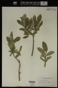 Image Associated With the Occurrence