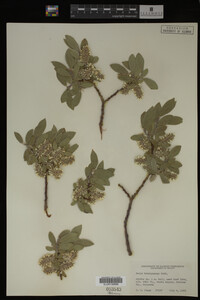 Salix brachycarpa image