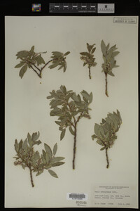 Salix brachycarpa image