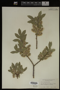 Salix brachycarpa image
