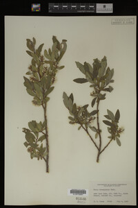 Salix brachycarpa image