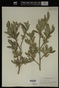 Salix brachycarpa image