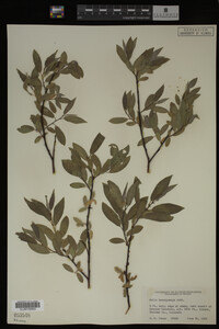 Salix brachycarpa image