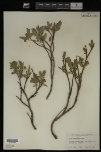 Salix brachycarpa image