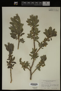 Salix brachycarpa image